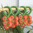 Oli&Carol purulelu-helistin Tomato on luonnonkumia. - Purulelut - L-RATTLE-TOMATO - 3